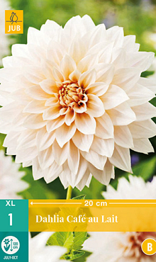 X 1 DAHLIA CAFÉ AU LAIT I