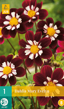 X 1 DAHLIA MARY EVELYN I