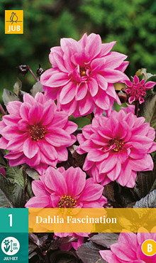 X 1 DAHLIA FASCINATION I