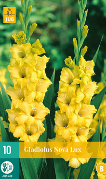 X 10 GLADIOLUS NOVA LUX 12/14