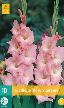 X 10 GLADIOLUS ROSE SUPREME 12/14