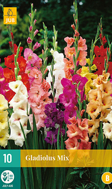 X 10 GLADIOLUS MIX 12/14