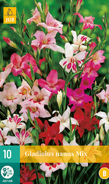 X 10 GLADIOLUS NANUS MIX 8/9