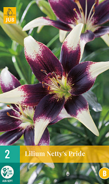 X 2 LILIUM NETTYS PRIDE 14/16