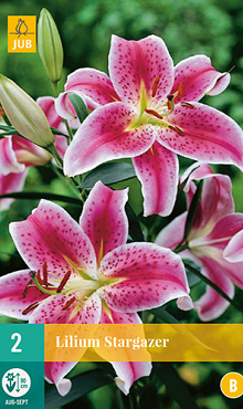 X 2 LILIUM STARGAZER 14/16