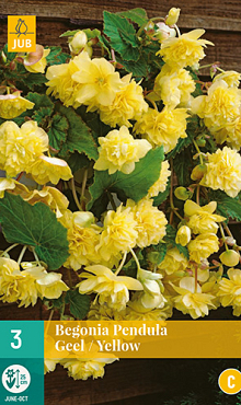 X 3 BEGONIA PENDULA GEEL 4/5