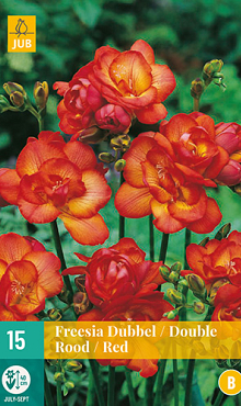 X 15 FREESIA DUBBEL ROOD 5/+