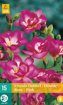 X 15 FREESIA DUBBEL ROZE 5/+