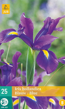 X 25 IRIS HOLLANDICA BLAUW VJ 7/8