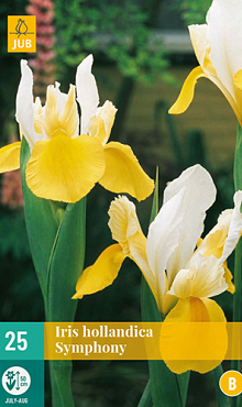 X 25 IRIS HOLLANDICA SYMPHONY 7/8