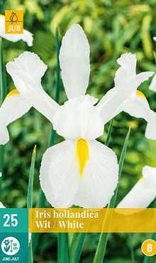 X 25 IRIS HOLLANDICA WIT VJ 7/8