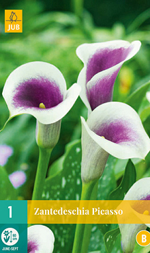 X   1 ZANTEDESCHIA PICASSO 14/16