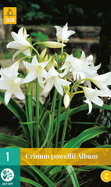X   1 CRINUM POWELLII ALBUM 20/24