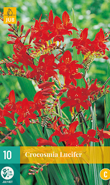 X 10 CROCOSMIA LUCIFER 10/+