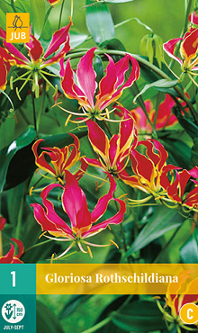 X   1 GLORIOSA ROTHSCHILDIANA 15/20