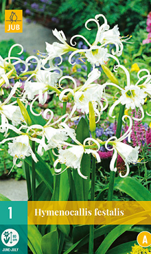 X   1 HYMENOCALLIS FESTALIS 16/18