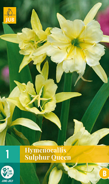 X   1 HYMENOCALLIS SULPHUR QUEEN 14/16