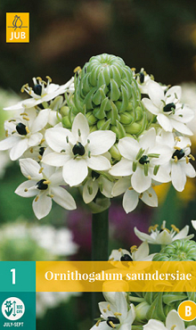 X   1 ORNITHOGALUM SAUNDERSIAE 18/+