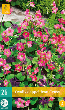 X 25 OXALIS DEPPEI IRON CROSS 4/5