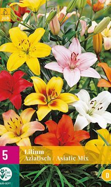 X 5 LILIUM AZIATISCH MIX VJ 14/16