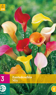 X 3 ZANTEDESCHIA MIX 14/16