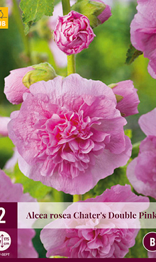 X 2 ALCEA ROSEA CHATERS DOUBLE PINK I