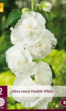 X 2 ALCEA ROSEA CHATERS DOUBLE WHITE I