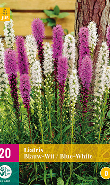 X 20 LIATRIS BLAUW - WIT 10/12