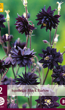 X 2 AQUILEGIA BLACK BARLOW I