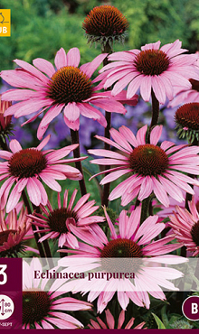 X 3 ECHINACEA PURPUREA I