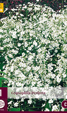 X 1 GYPSOPHILA PERFECTA I