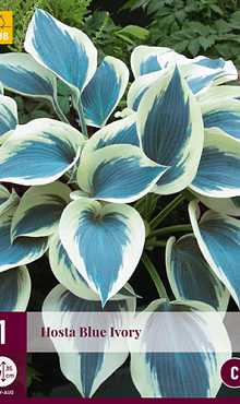 X 1 HOSTA BLUE IVORY I