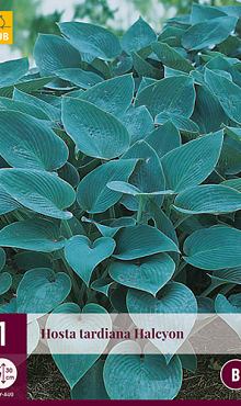X 1 HOSTA TARDIANA HALCYON I