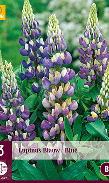 X 3 LUPINUS BLAUW I