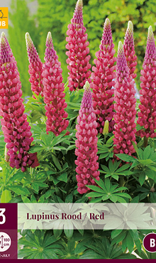 X 3 LUPINUS ROOD I