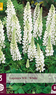 X 3 LUPINUS WIT I