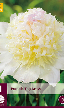 X 1 PAEONIA TOP BRASS 2/3