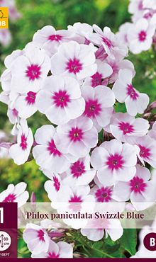 X 1 PHLOX PANICULATA SWIZZLE BLUE I