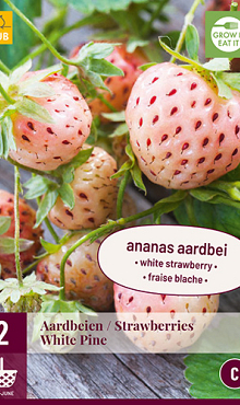 X 2 FRAGARIA / AARDBEIEN WHITE PINE  I