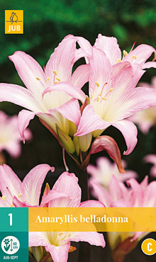 X   1 AMARYLLIS BELLADONNA 20/+