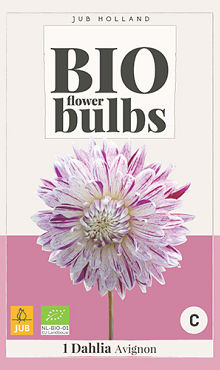 X 1 BIO DAHLIA AVIGNON I