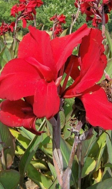 X 25 CANNA RED DAZZLER I