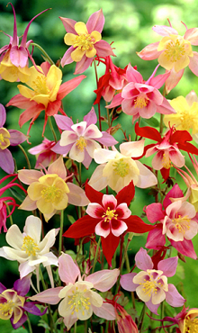 X 25 AQUILEGIA MIX I