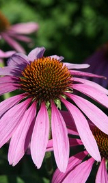 X 25 ECHINACEA PURPUREA  I
