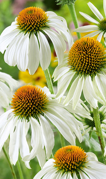 X 25 ECHINACEA WHITE SWAN  I