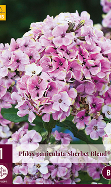 X 1 PHLOX PANICULATA SHERBET BLEND® I