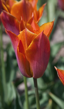 TULIPA REQUEST