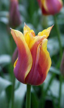 TULIPA SONNET