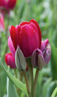 TULIPA FIERY CLUB