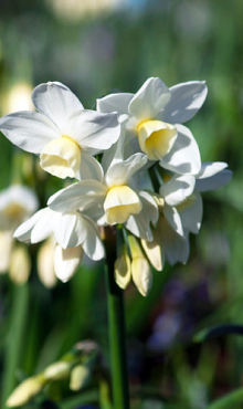 NARCISSUS SILVER CHIMES